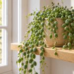 Senecio herreianus : vue de la plante en pot