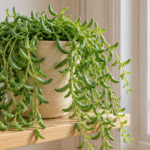 Senecio radicans : vue de la plante en pot